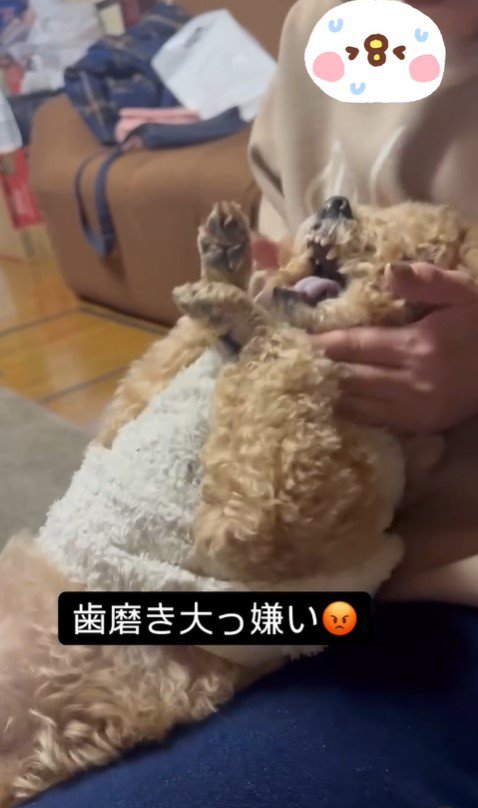 歯磨き嫌いのテンちゃんVSお母さん7