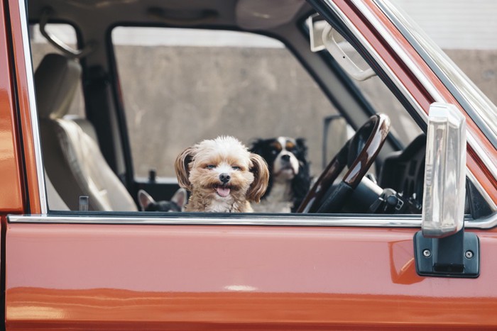 車の中から顔を出す犬