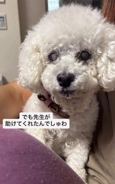 獣医師さんに引き取られた