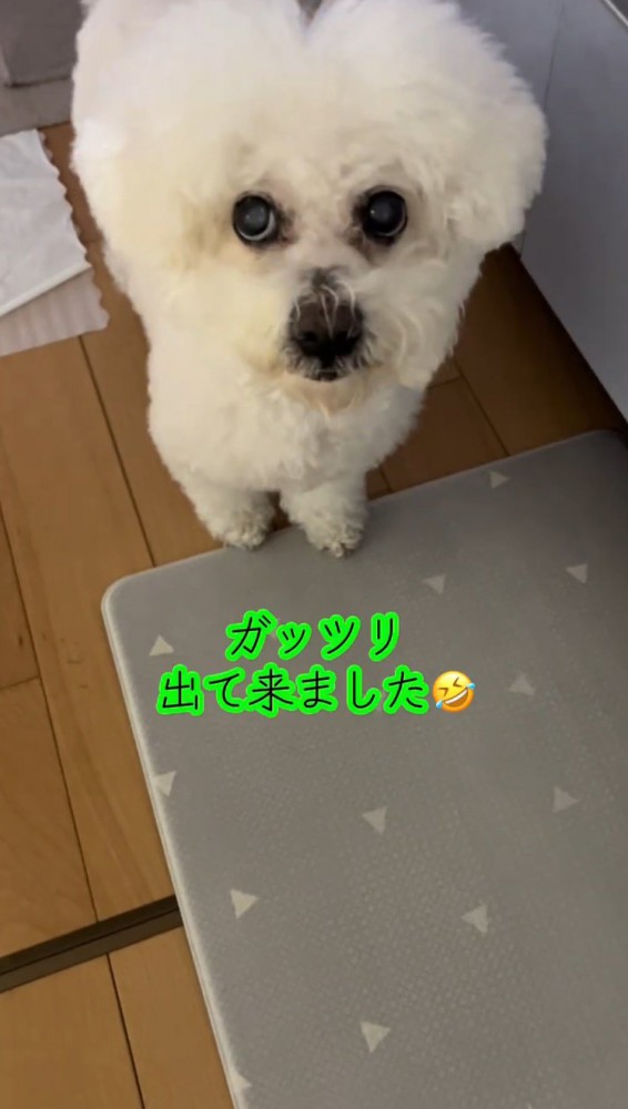 飼い主の前にやってきた犬