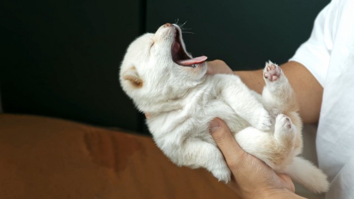 まだまだ寝足りない…？大あくびの子犬