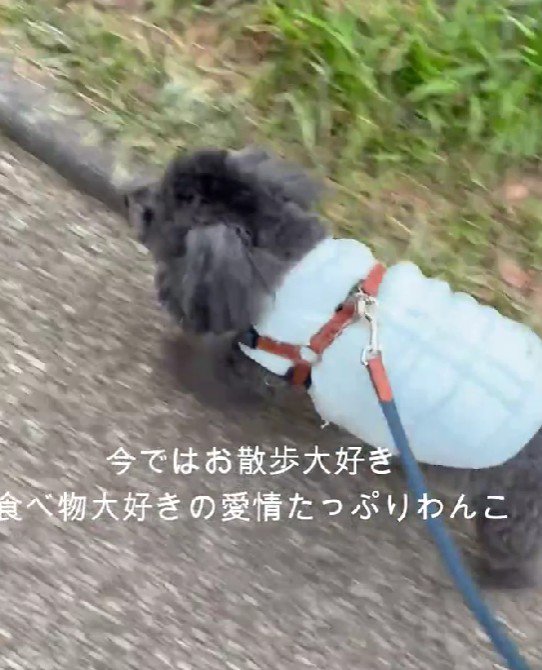 外を歩くって楽しい♪