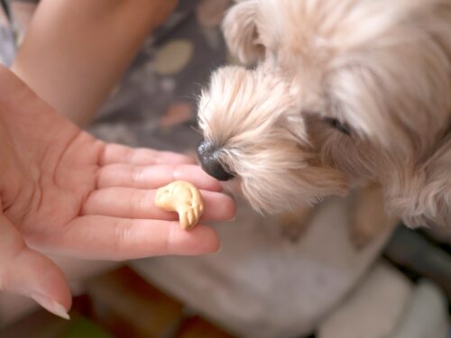 犬のおやつの時間