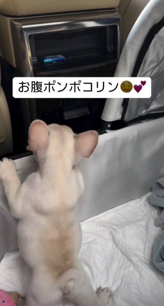 キャリーの縁で立ち上がる子犬2