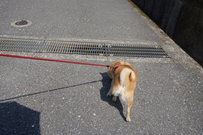 グレーチング、柴犬の後ろ姿