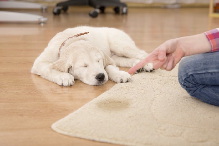 おもらしをした子犬