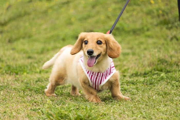 散歩する犬