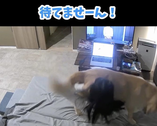 飼い主さんをドォン