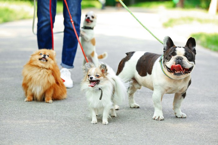 一緒に散歩する四頭の小型犬