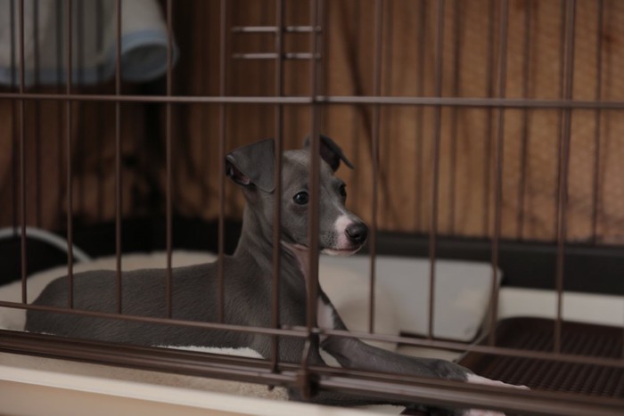 ケージの中の犬