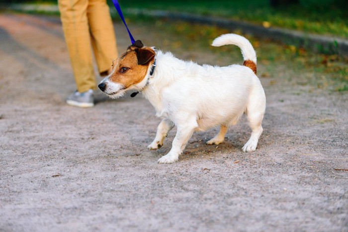 散歩中にリードを引っ張っている犬