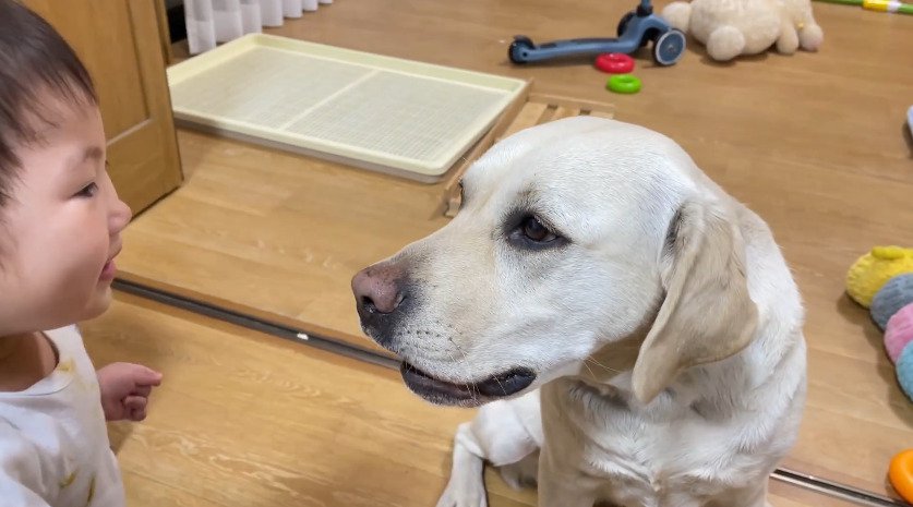 見つめ合う子供と犬