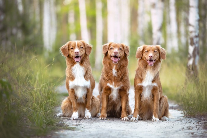 並んで座る3頭のノヴァ・スコシア・ダック・トーリング・レトリーバーの子犬