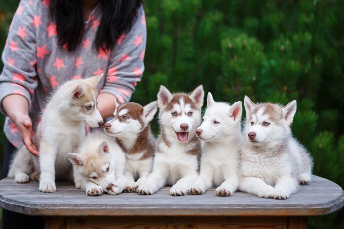 ブリーダーとハスキー犬の子犬たち