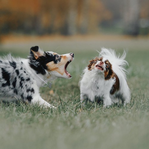 激しく吠える犬と驚いている犬