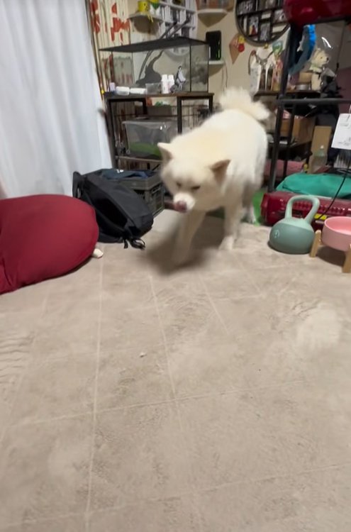 トイレを済ませた秋田犬