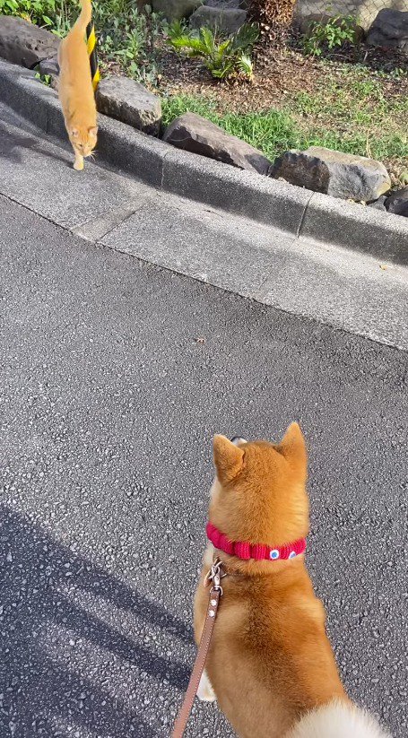 犬に近寄る猫