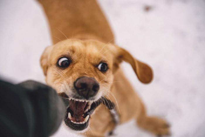 興奮して牙をむき出している垂れ耳の犬