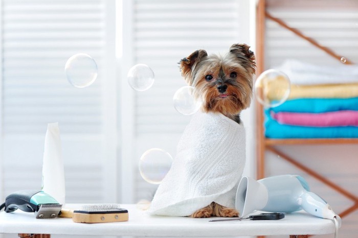 シャンプーのシャボン玉と犬