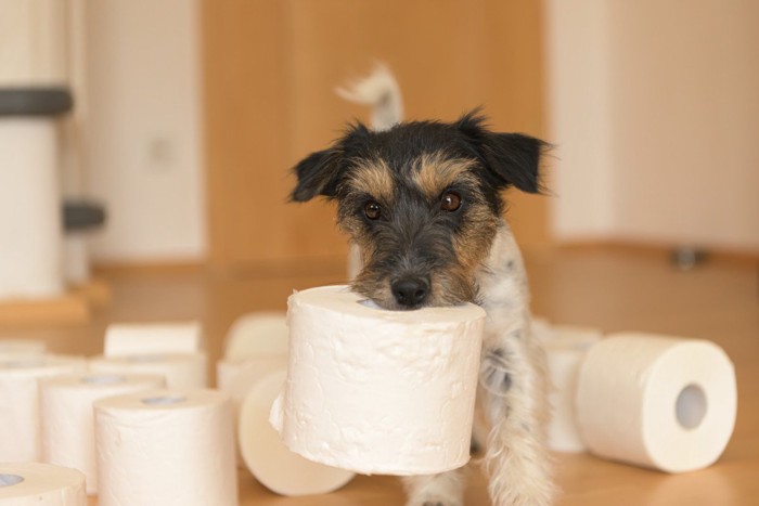 トイレットペーパーを運ぶ犬