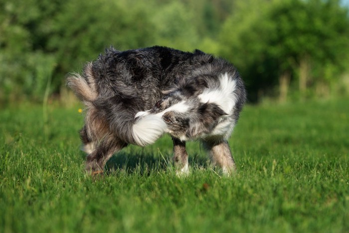 自分の尻尾を噛む犬