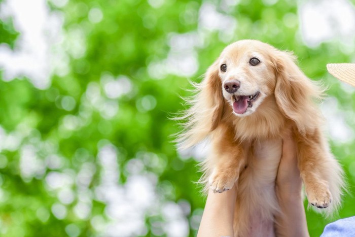 緑の中の子犬