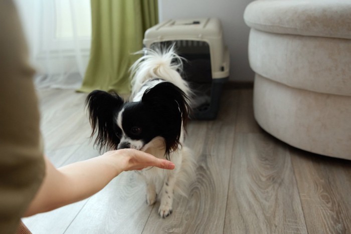 飼い主の手元へ向かうパピヨン