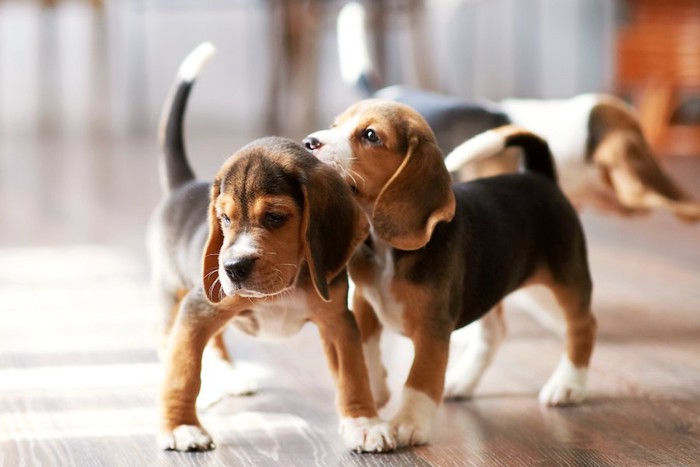 じゃれ合う二匹のビーグルの子犬