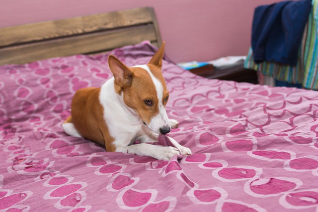 ベッドのシーツを噛んでいる犬