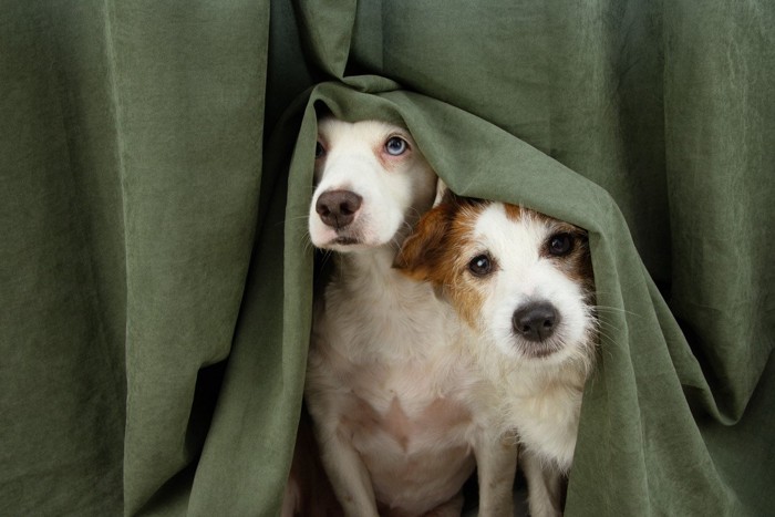 カーテンから覗く2匹の犬