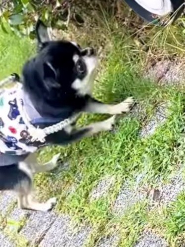 大きなライトに顔を近づける小さな犬