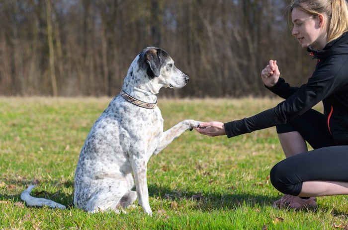 座ってオテをする犬と女性