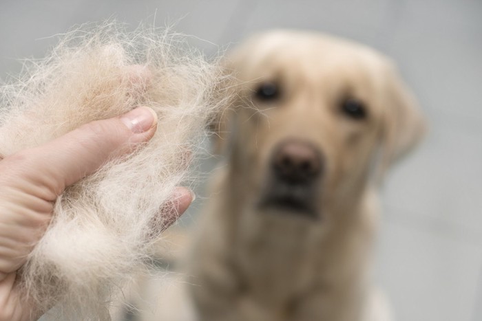 抜け毛と犬