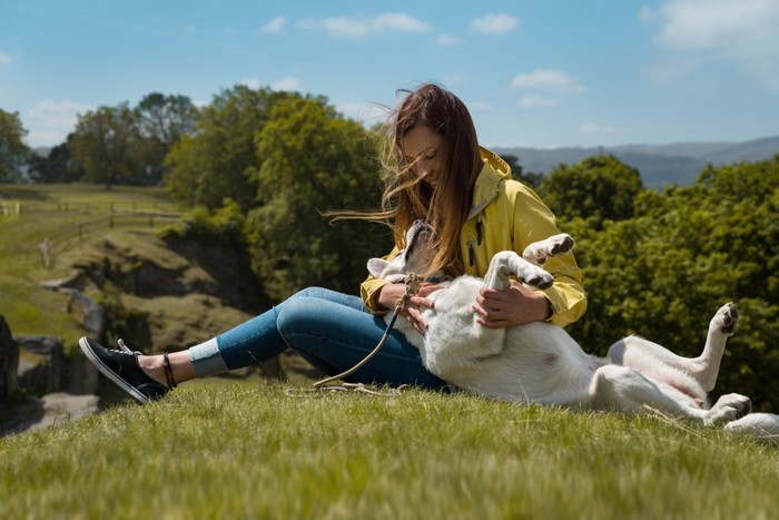 お腹を見せる犬を撫でる女性