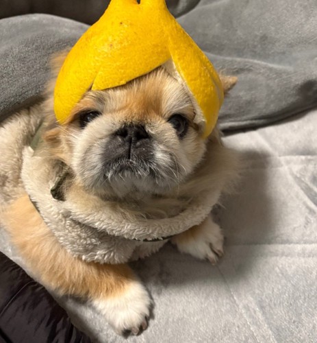 目がしょぼしょぼ…
