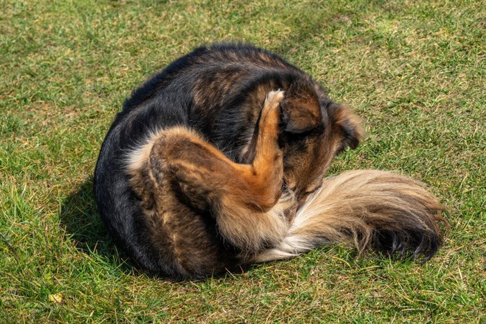 舐める犬