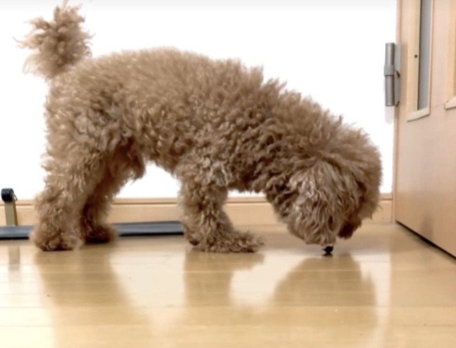 虫を食べそうな犬