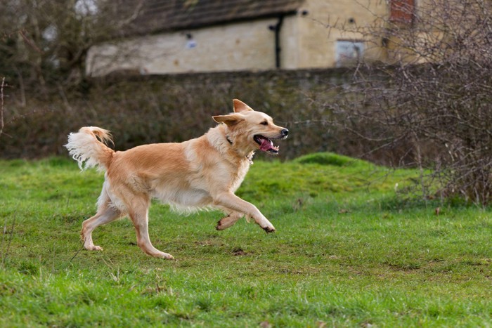 しっぽを振りながら走る犬