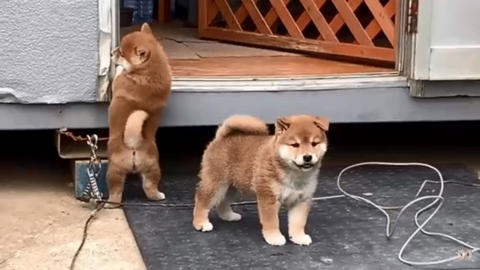 お家に帰りたい子犬