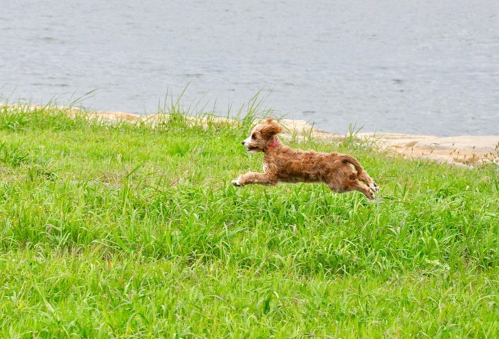 走る犬