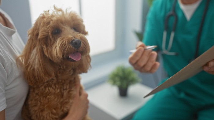 獣医師に相談中の飼い主に抱っこされているプードル