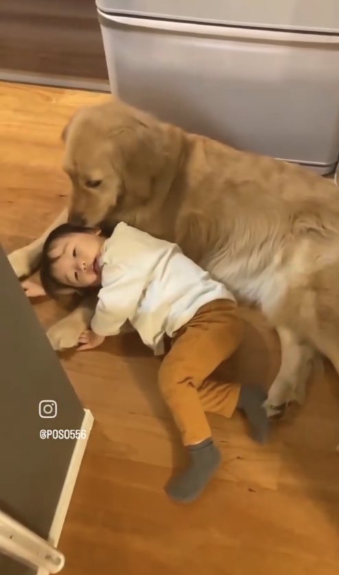 伏せをする犬のそばで横になる幼児