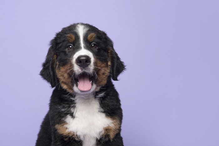 口を開けてこちらを見つめるバーニーズの子犬