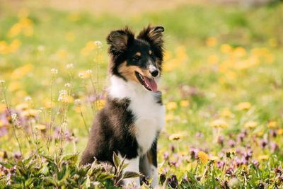 お花畑でおすわりするシェットランドシープドッグの幼犬