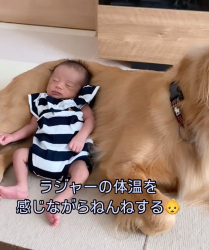 大型犬の背中で眠る赤ちゃん