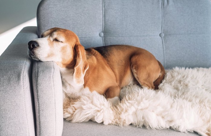 ソファーで気持ちよさそうに眠る犬