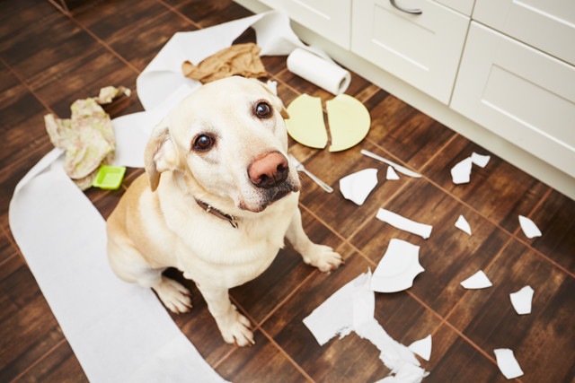 部屋を散らかしている犬