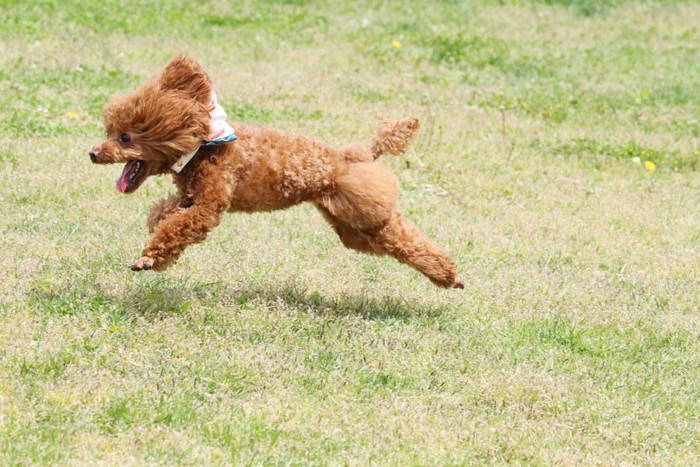 ドッグランを走る犬