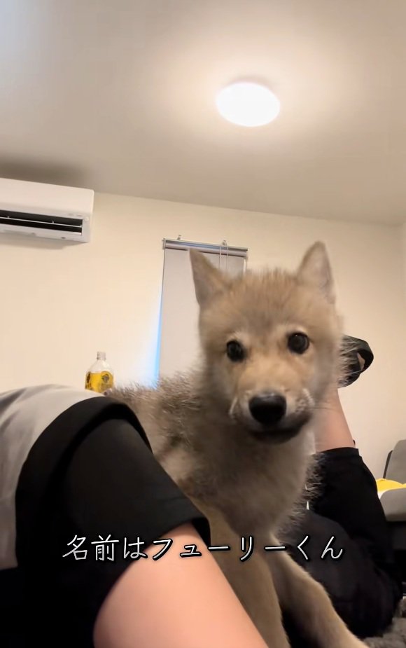 あどけない表情のフューリーくん