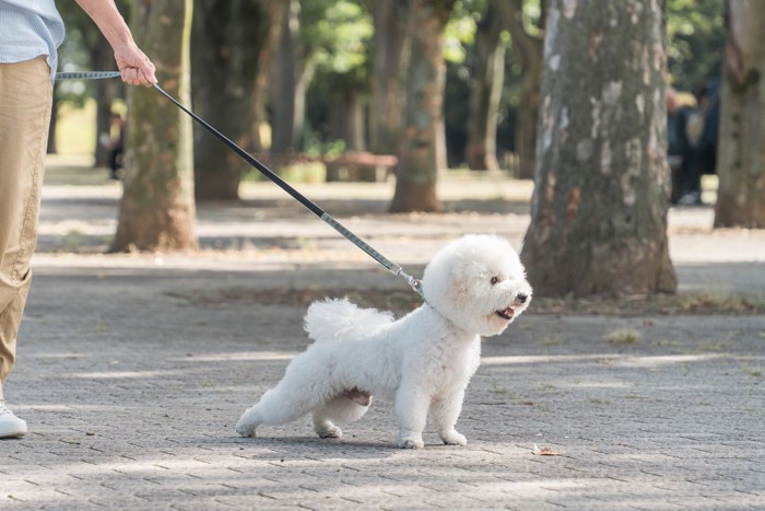 散歩をする飼い主とビションフリーゼ